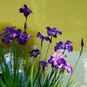 Givhandys 4 in. Potted Iris Ensata Bog/Marginal Aquatic Pond Plant