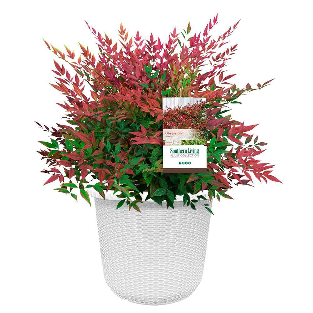 2 Gal. Obsession Nandina Shrub with Bright Red Foliage in Decorative Container price history on PriceWatchPro