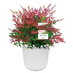2 Gal. Obsession Nandina Shrub with Bright Red Foliage in Decorative Container