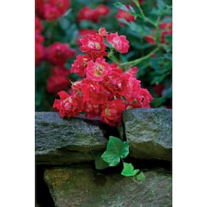 2 Gal. The Red Drift Rose Bush with Red Flowers