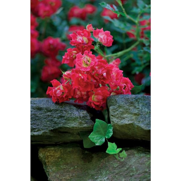 1 Gal. Red Drift Rose Bush with Red Flowers