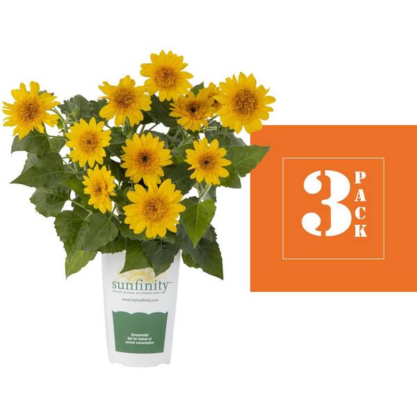 sunflower 2本 SFL-530_SungoldSunflower-2024-