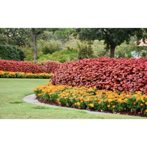 1.38 Pt. Coleus Plant Oxblood Red in 4.5 In. Grower's Pot (4-Plants)