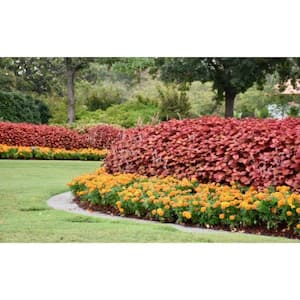 2.5 Qt Coleus Ruby Sparkle Lux Red in Grower's Pot (2-Packs)
