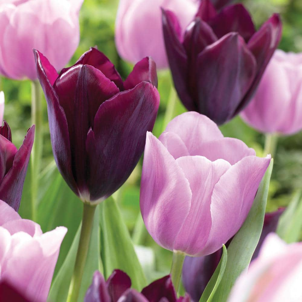 Miracle-Gro 12/ cm, Purple and Pink Mix Triumph Tulip Flower Bulbs (Bag of 25)