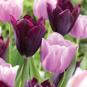 12/ cm, Purple and Pink Mix Triumph Tulip Flower Bulbs (Bag of 25)