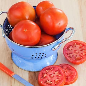 19 oz. Homestead Heirloom Tomato Plant