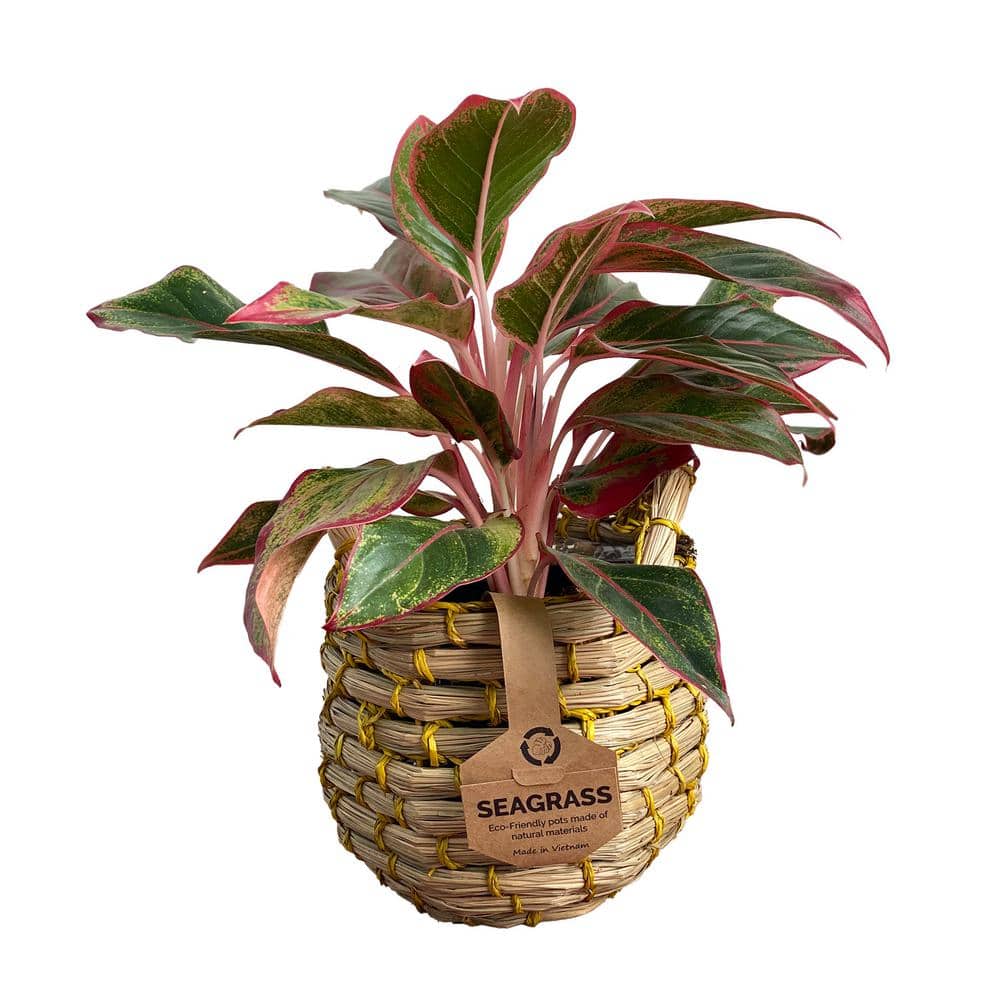 5 in. Red Aglaonema Siam Chinese Evergreen (Aglaonema) Plant Seagrass Baske