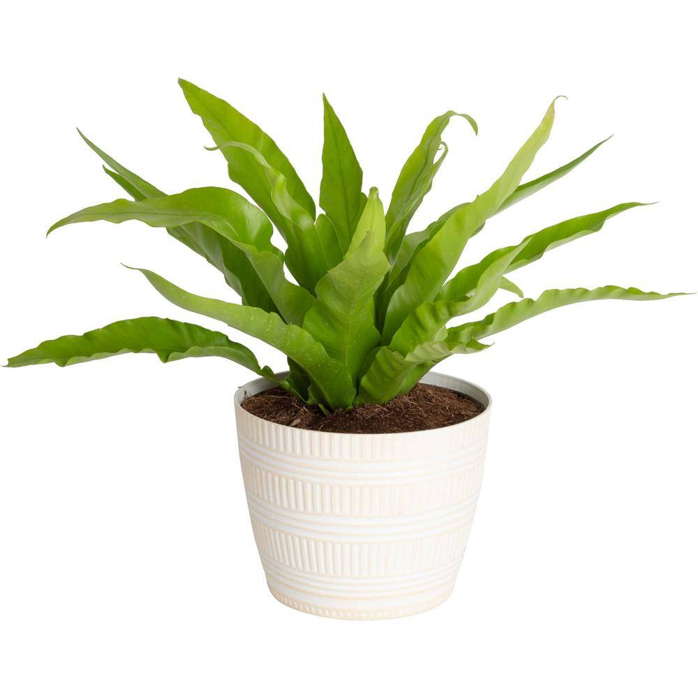 Costa Farms Bird's Nest Fern Indoor Plant in 6 in. White Pot, Avg. Shipping Height 12 ft. Tall