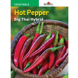 Asian Pepper, Hot Big Thai Hybrid Seed