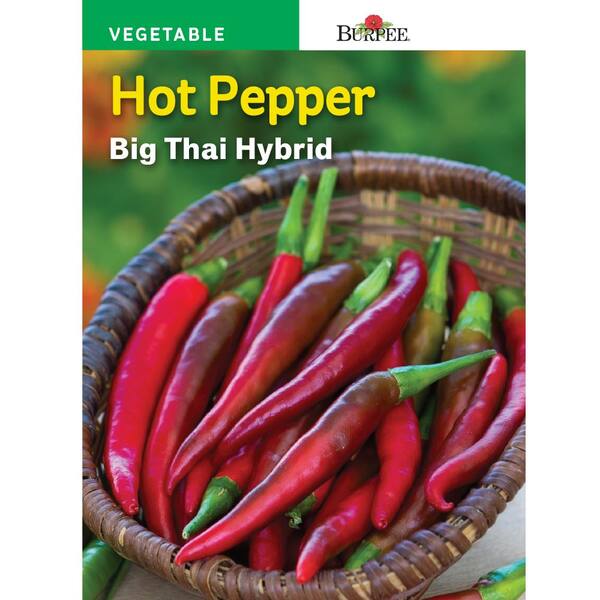 Kariang pepper long chilli super hot spicy vegetable 40 Seeds Plant tropical 