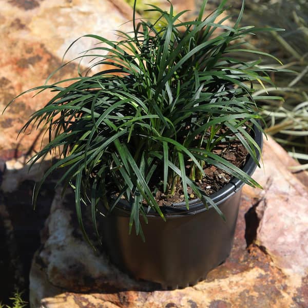 ALTMAN PLANTS 1 Gal. Mondo Grass (Ophiopogon) Outdoor Ornamental