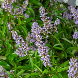 2.5 Gal - Shoal Creek Chaste Tree Vitex with Fragrant Purple Flower Clusters