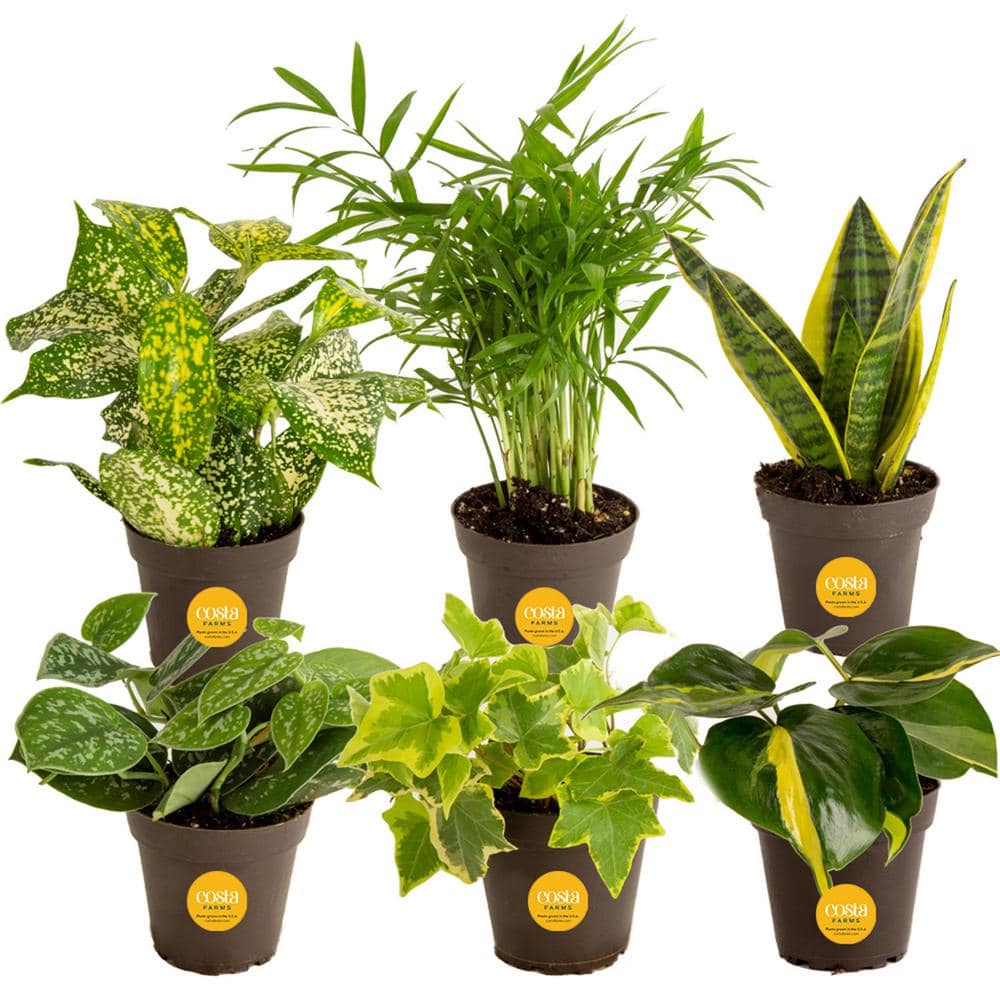 Reviews for Costa Farms Grower's Choice Exotic Angel Indoor Plant