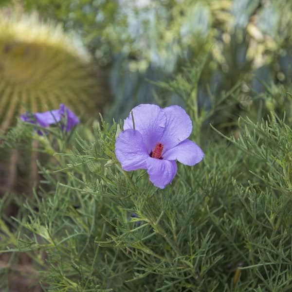 ALTMAN PLANTS 2 Gal. Smart Planet Alyogyne Plant