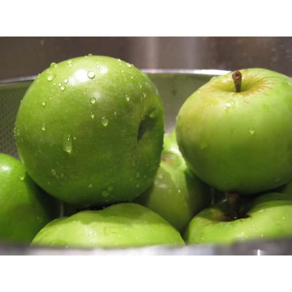 Online Orchards Granny Smith Apple Tree Bare Root