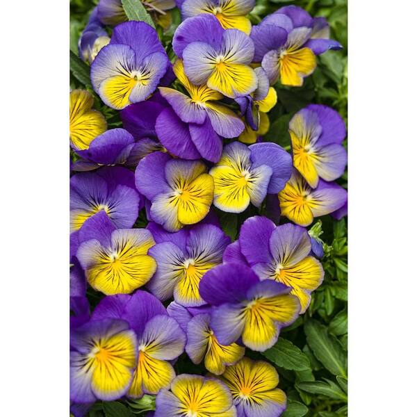 PROVEN WINNERS Anytime Iris Pansiola (Viola) Live Plant, Violet, White, and Yellow Flowers, 4.25 in. Grande