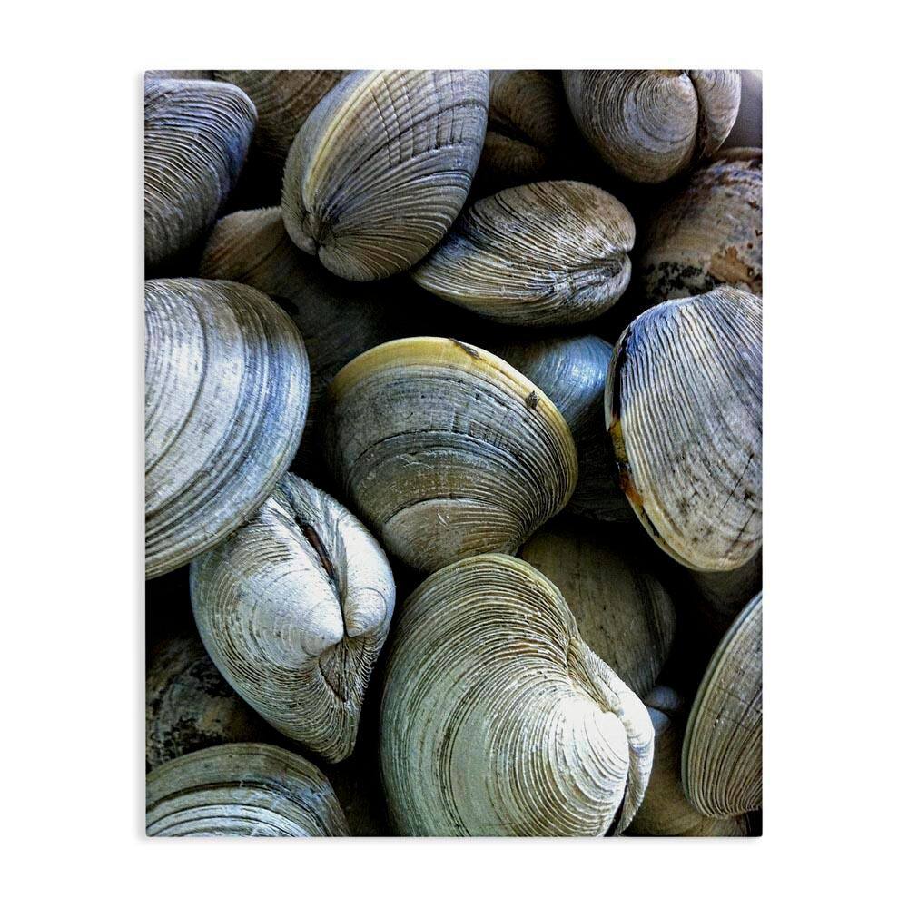 Maritime Clams Pile by Graffi tee Studios Unframed Coastal Graphic Art Print 20 in. x 16 in. price history on PriceWatchPro
