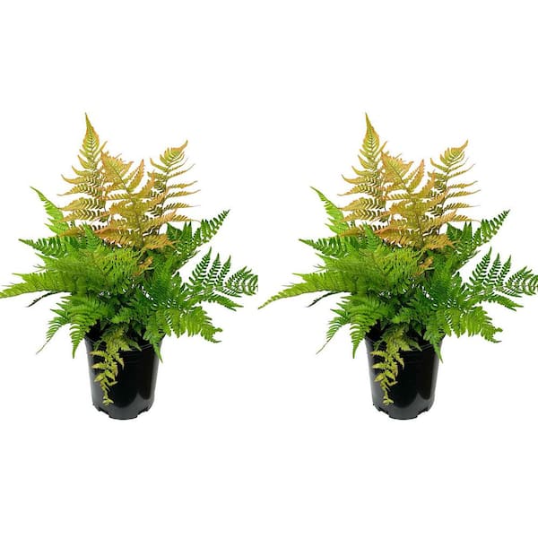 Unbranded Perennial Fern Dryopteris e. Brilliance Autumn 2.5 qt. (2-Pack)