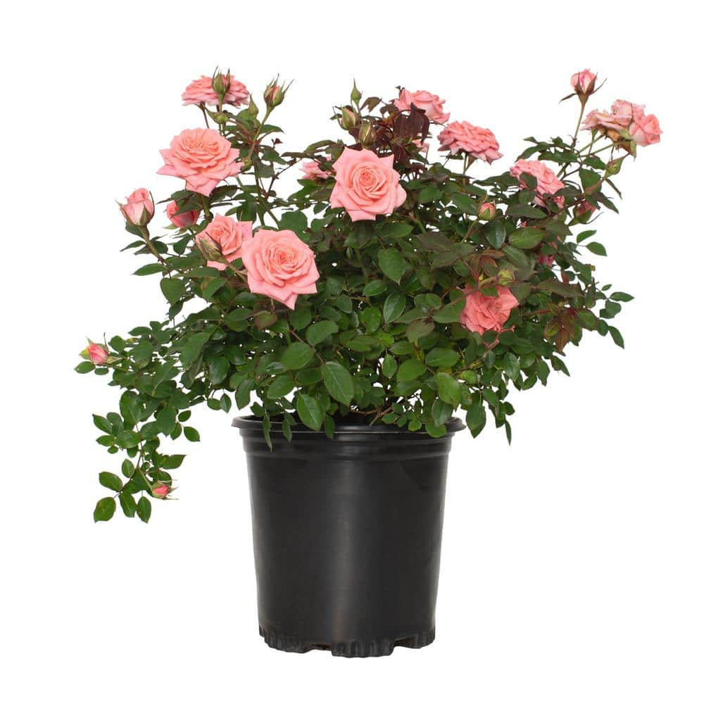 national PLANT NETWORK 1 gal. Rose Cupcake with Pink Flowers HD1799 ...