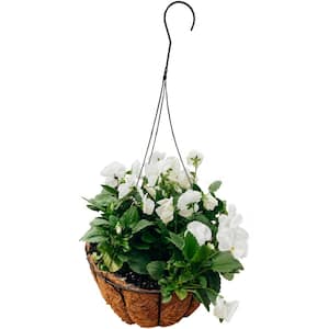 12 in. Pansy Coco Hanging Basket Plant with White Flowers