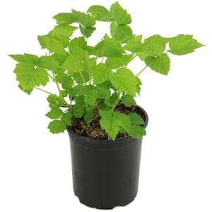 Caroline Thornless Raspberry (Rubus) in 8 in. Grower Container (1-Plant)