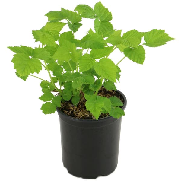 Reviews for national PLANT NETWORK Caroline Thornless Raspberry (Rubus ...