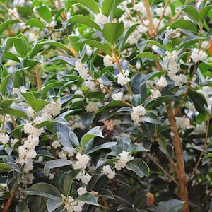 1 Gal. White Tea Olive Flowering Evergreen Shrub