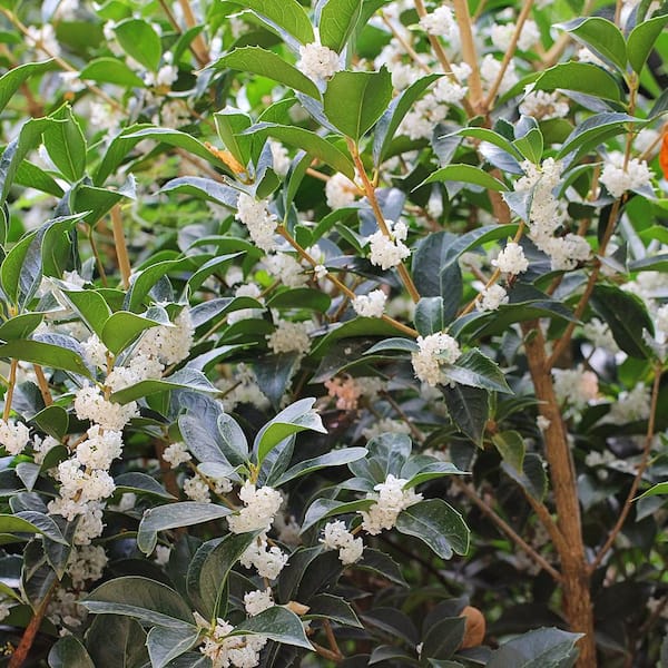 Unbranded 1 Gal. White Tea Olive Flowering Evergreen Shrub