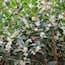 https://images.thdstatic.com/productImages/2be44cb6-5f20-484e-954d-2df3a859fc56/svn/ornamental-trees-teaoli01g-64_65.jpg