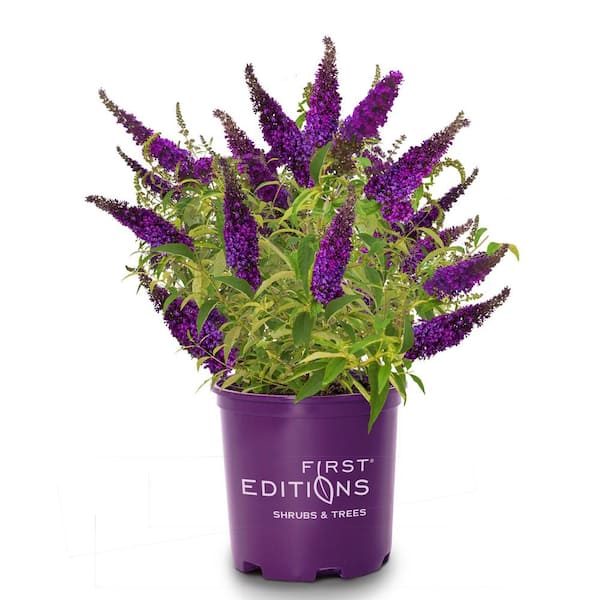 FIRST EDITIONS 2 Gal. Groovy Grape Butterfly Bush Flowering Shrub with Fragrant Violet-Purple Flowers
