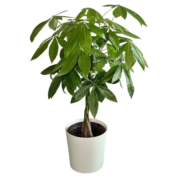 Pure Beauty Farms 1.9 Gal. Pachira Braid Indoor Money Tree Plant in 9.25 in. Designer Pot