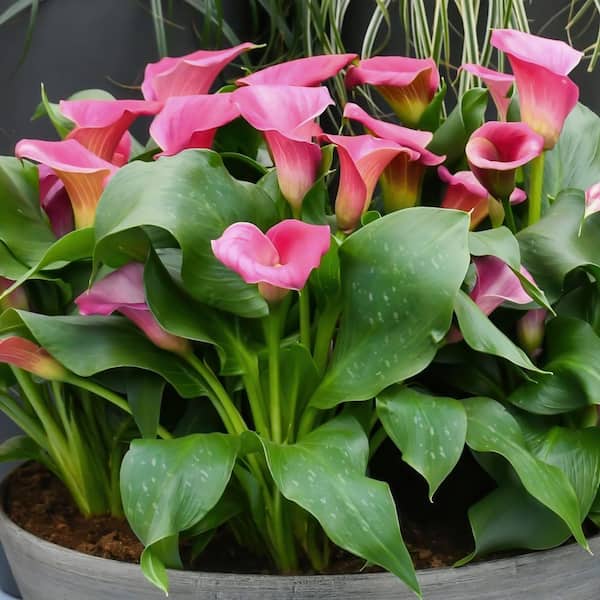 national PLANT NETWORK Calla Lily Zazu Bulbs (6-Pack) HD3411A