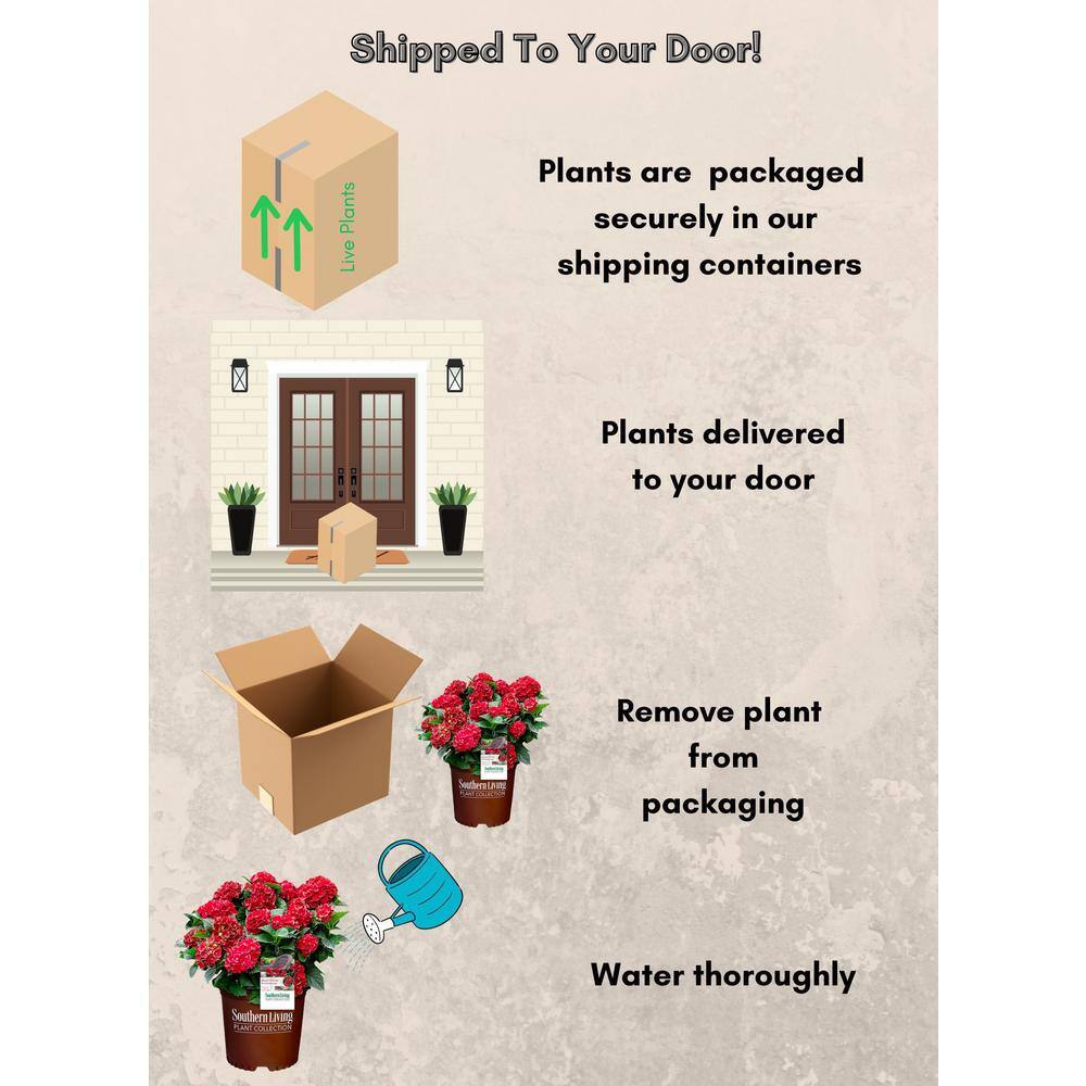 Heart Throb Red Hydrangea 2-Gallon Container Plant