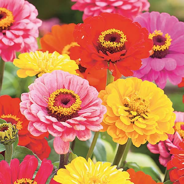 Ferry-Morse Zinnia California Giants Flower Seeds 6758 - The Home