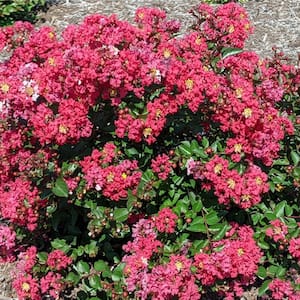 2 Qt. Bloomables Bellini Strawberry Crape Myrtle Shrub with Red Flowers in Stadium Pot