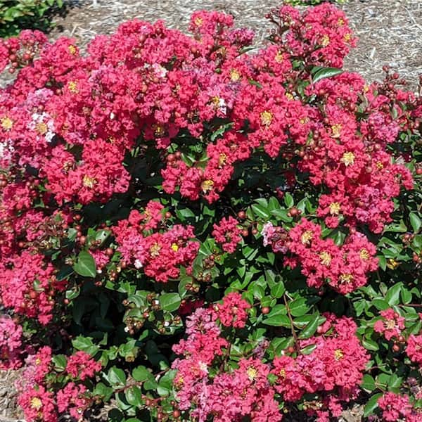 BLOOMABLES 2 Qt. Bloomables Bellini Strawberry Crape Myrtle Shrub with Red Flowers in Stadium Pot