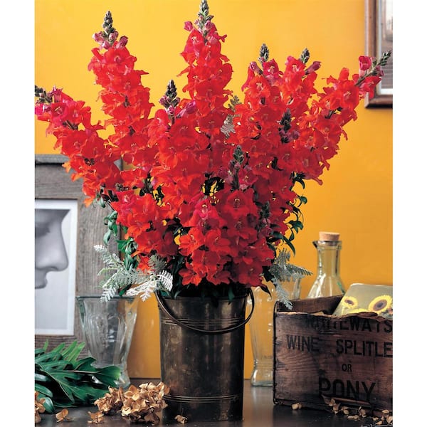 Pure Beauty Farms 1.38 Pt. Snapdragon Sonnet Orange Scarlet Flower