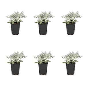 1 Pt. Dusty Miller Silver Dust White Annual Plant (6-Pack)