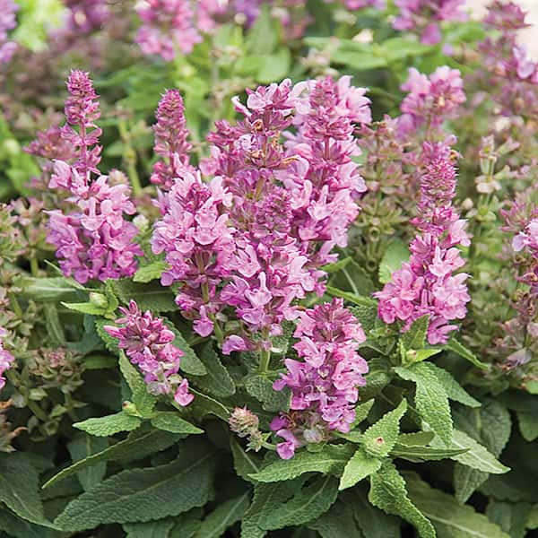 METROLINA GREENHOUSES 3 Gal. Pink Color Spires Back to the Fuschia Salvia Perennial Plant with Pink Flowers in Grower Pot