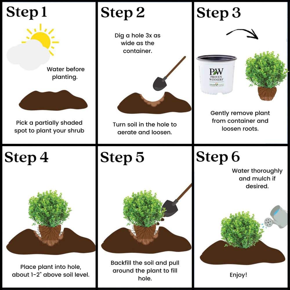 2 Gallon Evergreen Sprinter Boxwood Shrub