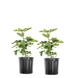 #1 Chicago Hardy Fig (2-Pack)