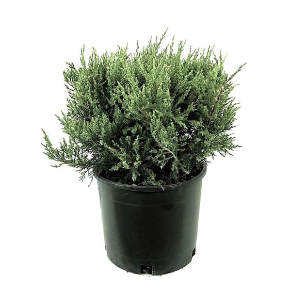 2.25 Gal. Blue Rug Juniper Live Shrub with Silvery-Blue Foliage
