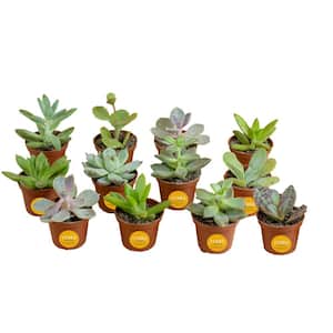 Mini Unique Indoor Succulent Plants in 2 in. Round Grower Pot, Average Shipping Height 2 in. Tall (12-Pack)