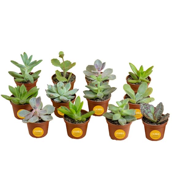 Costa Farms Mini Unique Indoor Succulent Plants in 2 in. Round Grower Pot, Average Shipping Height 2 in. Tall (12-Pack)