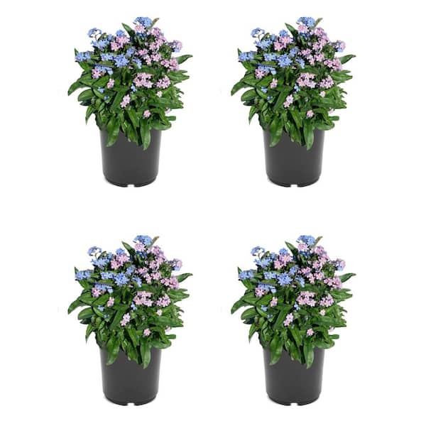 Unbranded. 2.5 QT Forget-Me-Not Myosotis 'Mon Amie' Mix Perennial Plant  with Multicolor Flowers (4-Pack) 1401 - The Home Depot