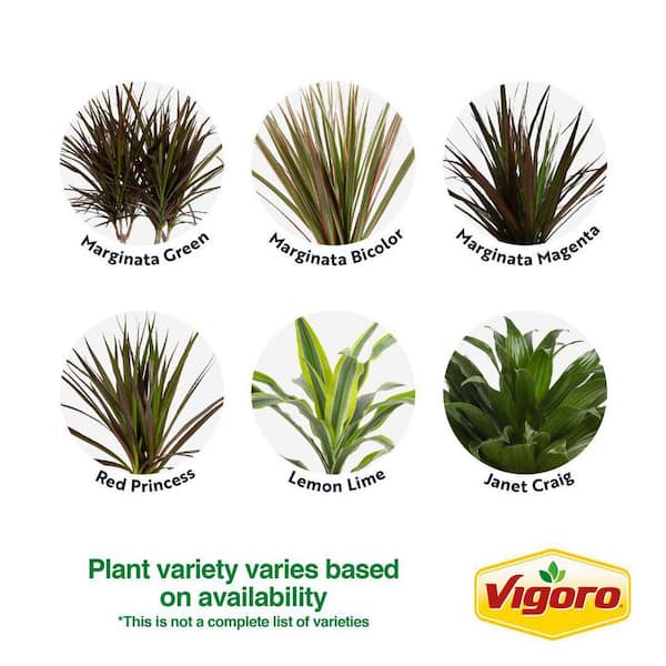 Vigoro Grower's Choice Dracaena Indoor Plant in 6 in. White Ribbed Plastic Decor Planter, Avg. Shipping Height 1-2 ft. (2-Pack)