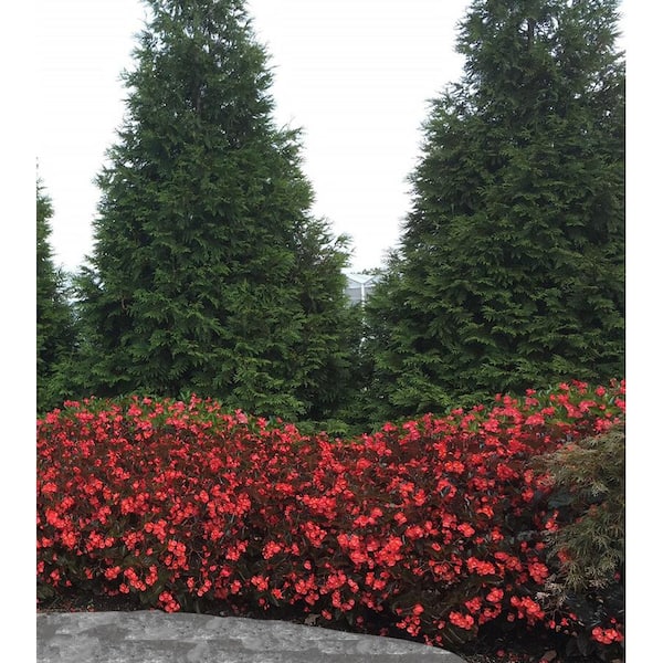 PROVEN WINNERS 4.25 in. Eco+Grande, Surefire Cherry Cordial