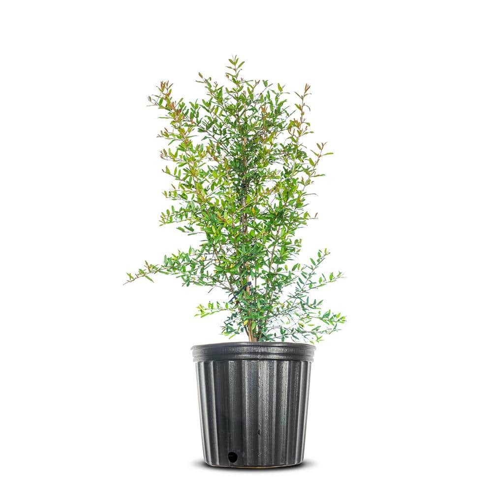 Cold Hardy Pomegranate Plant in 1 Gal. Grower's Pot, Fruit Packed with Antioxidants price history on PriceWatchPro