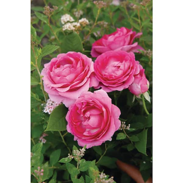 BLOOMABLES Bareroot Scentables Raspberry Cupcake Hybrid Tea Rose Bush with Pink Flowers (2-Pack)